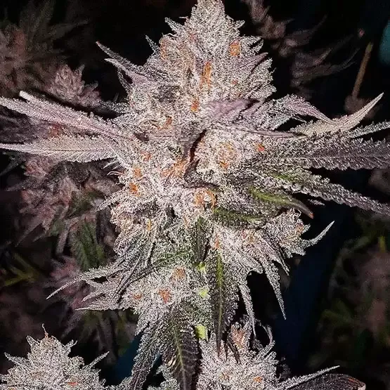 OG Kush Autoflower Rbx - 6 Pack