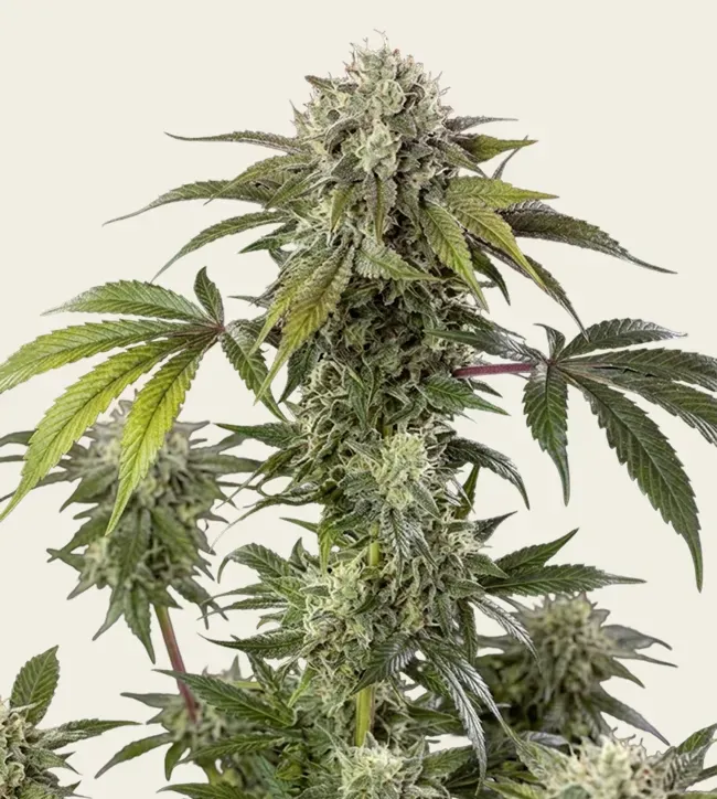 Durban Z - 5 Pack