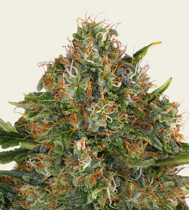 G13 Haze Regular - 5 Pack