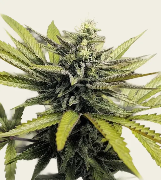 Afghan Hash Plant Regular - 5 Pack