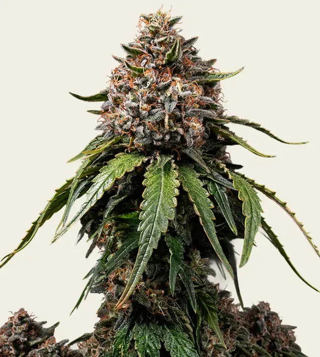 White Widow Regular - 5 Pack