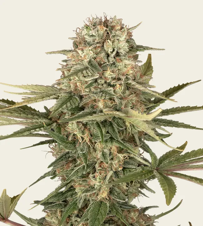 Master Kush Regular - 5 Pack