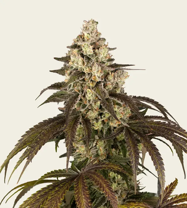 Trainwreck - 3 Pack