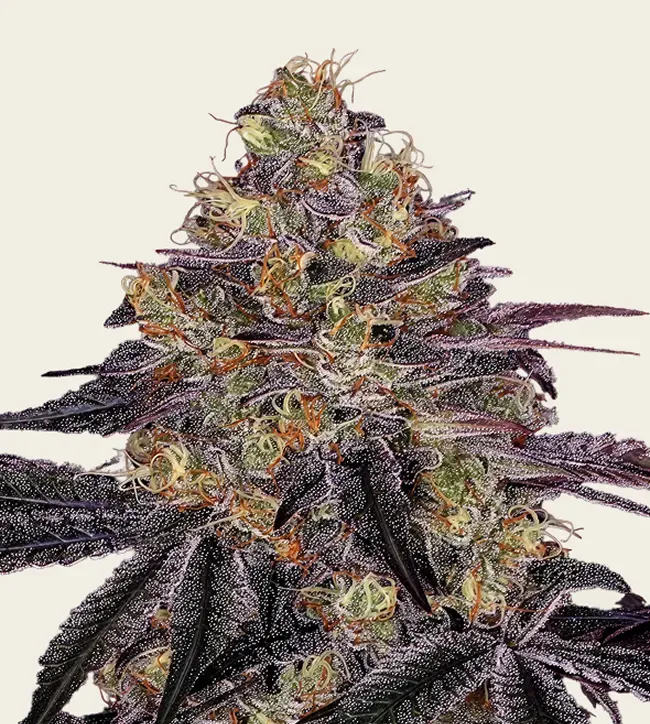 Watermelon Zkittles - 3 Pack