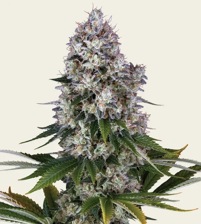 Northern Lights - 3 Pack