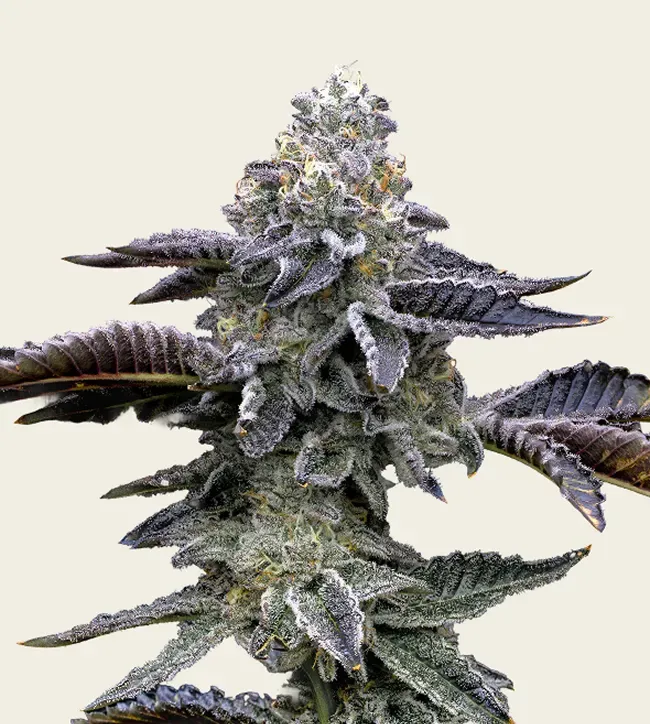 Blue Dream - 3 Pack