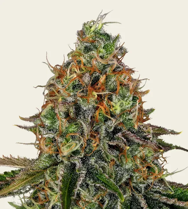 Tangerine Dream Auto - 3 Pack