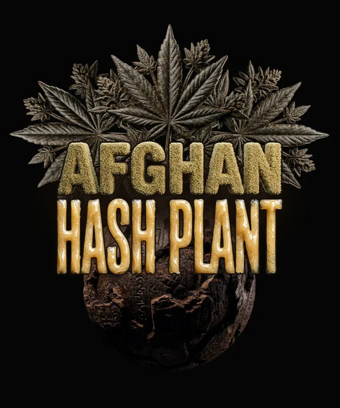 Afghan Hash Plant Auto - 3 Pack