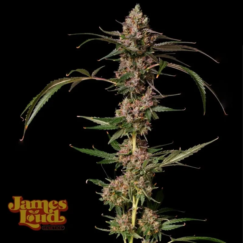 Banana Punch Gelato Auto [Banana Purple Punch Auto x Gelato Auto] 3 Pack