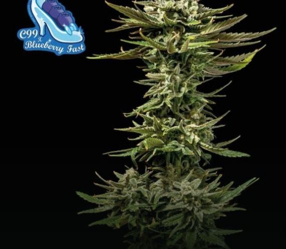 C99 x Blueberry Fast Feminized Seeds 3 Pack