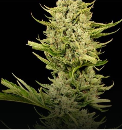 Tangerine Snow F1 Fast Feminized Seeds 3 Pack