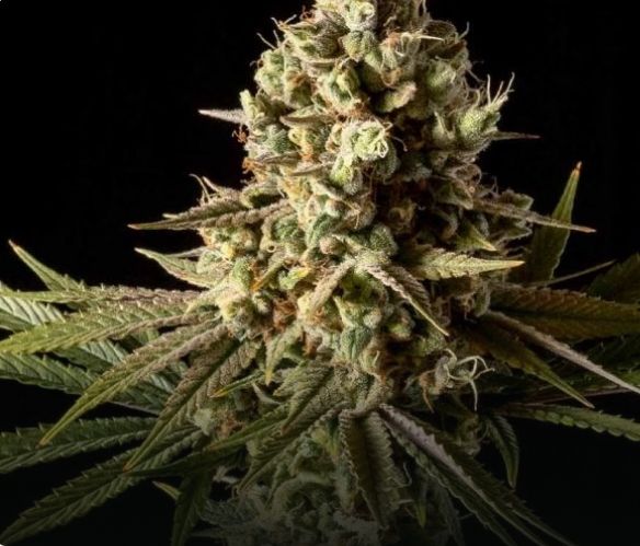 Gorilla Gas F1 Fast Feminized Seeds 3 Pack