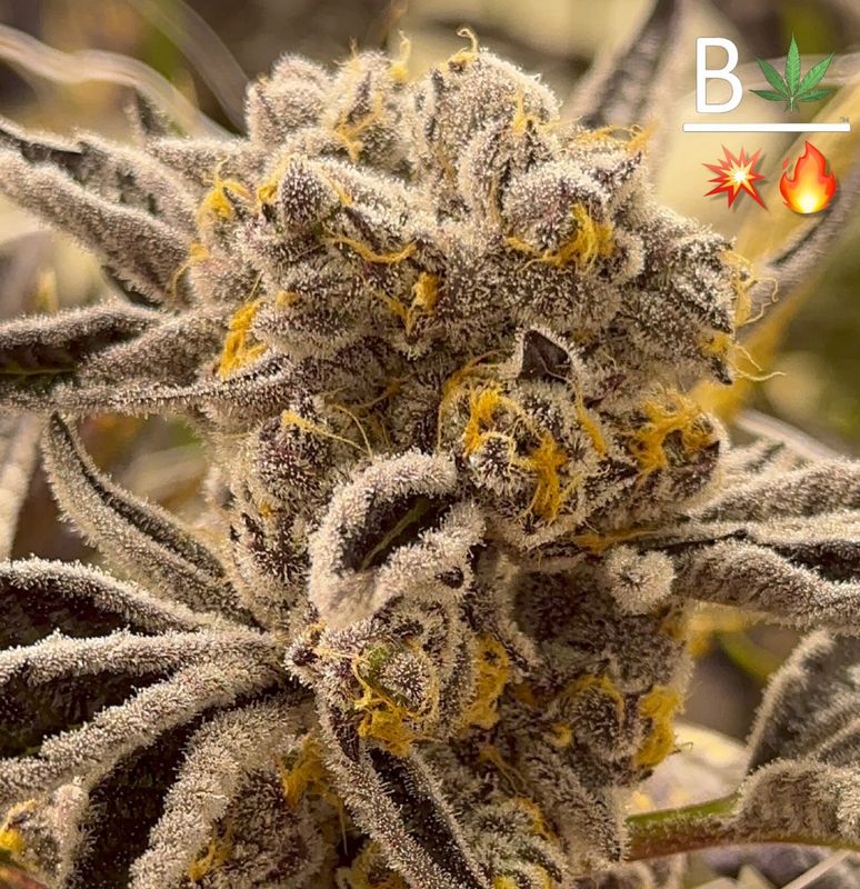 Koosh the Magic Dragon #8 S1 - 5 Pack Feminized Seeds