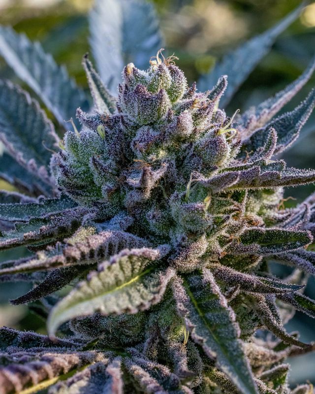 Ridgeline Farms Lantz F2 Regular Seeds (10 pack)