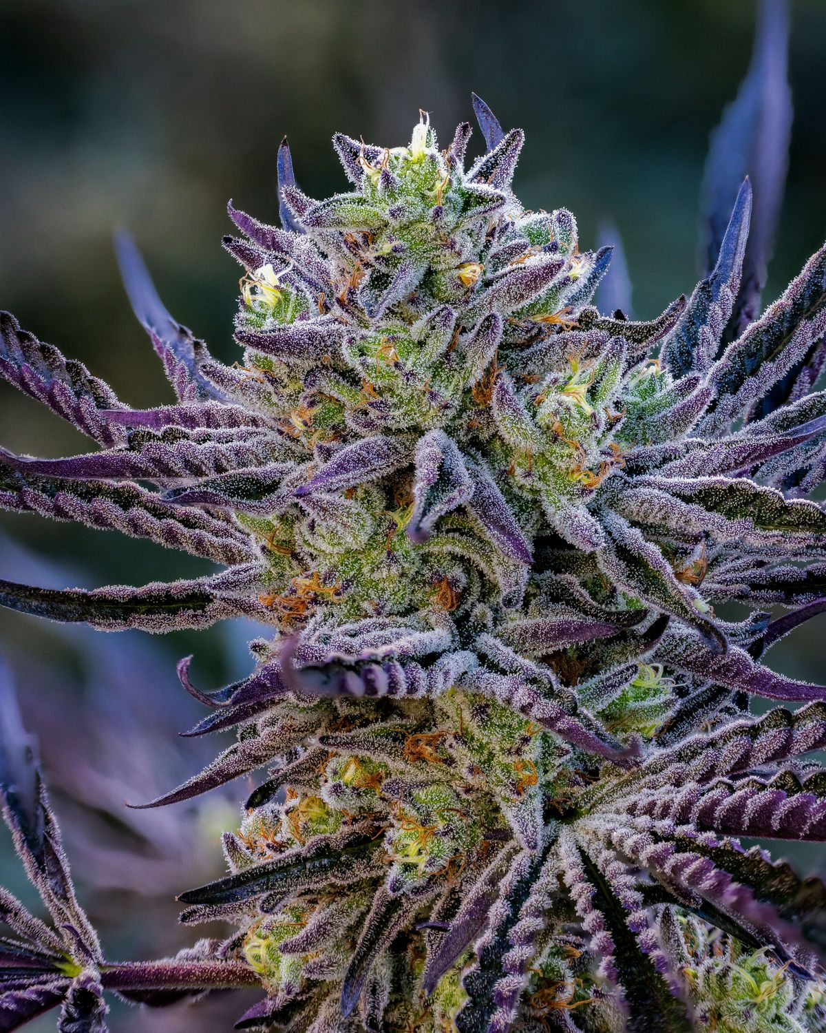Ridgeline Farms Ridgelion (Lantz x Cheetah Piss) Regular Seeds (10 pack)