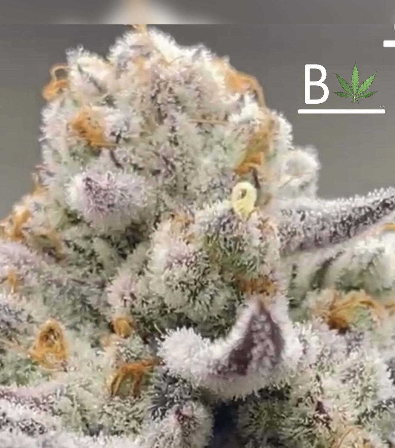 Chimera #2 S1 - 5 Pack Feminized Seeds