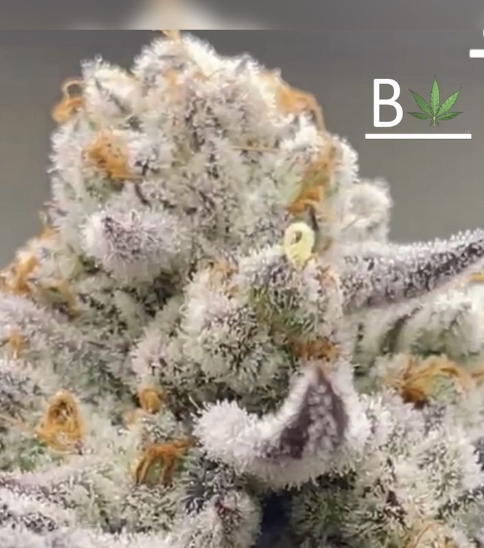 Chimera #2 S1 - 5 Pack Feminized Seeds
