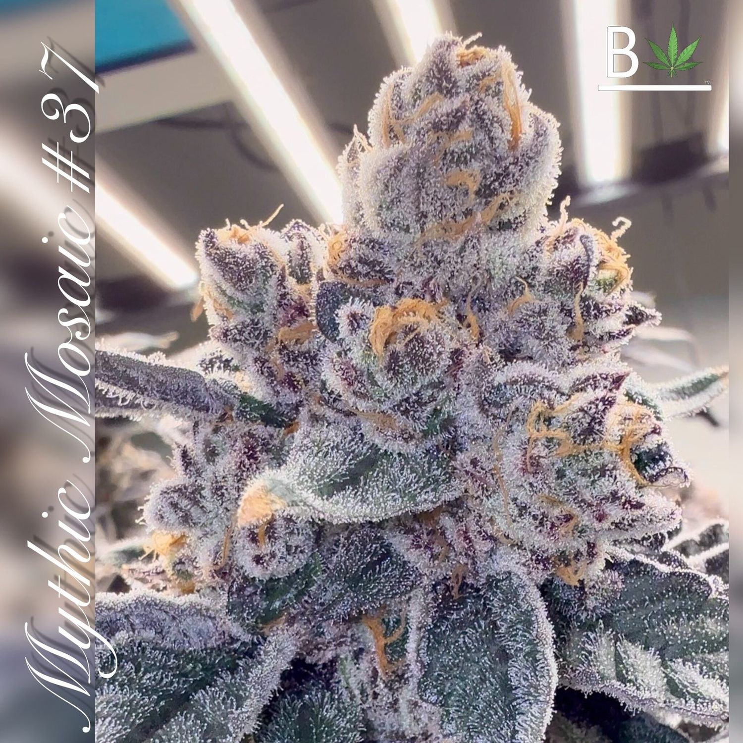Mythic Mosaic R1 - 5 Pack Feminized Seeds
