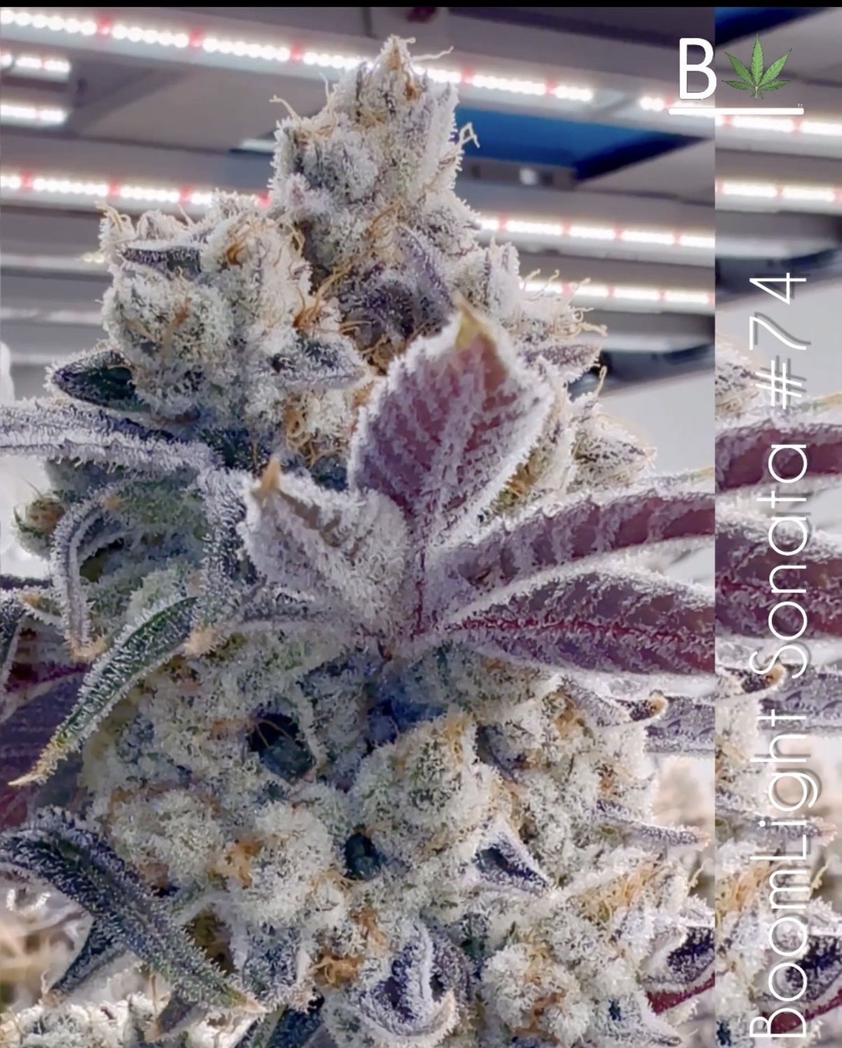 BoomLight Sonata - 5 Pack Feminized Seeds