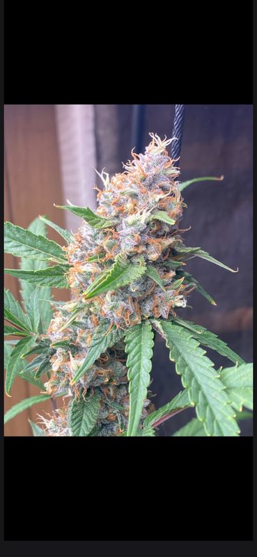 Redbud Genetics Hillbilly Sucker Punch XXL Auto Fem F2