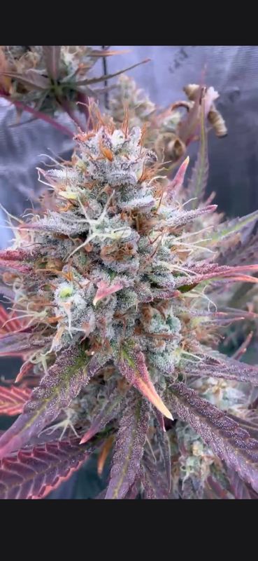 Redbud Genetics RB Breath XXL Auto Fem