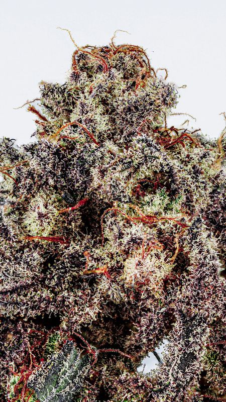 Copycat Genetix - The Ultimatum S1 Feminized