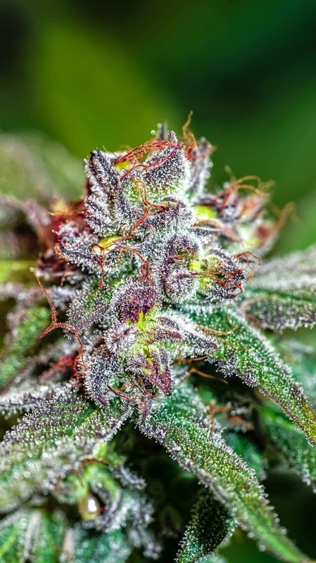 Copycat Genetix - Moroccan Peaches S1 Feminized