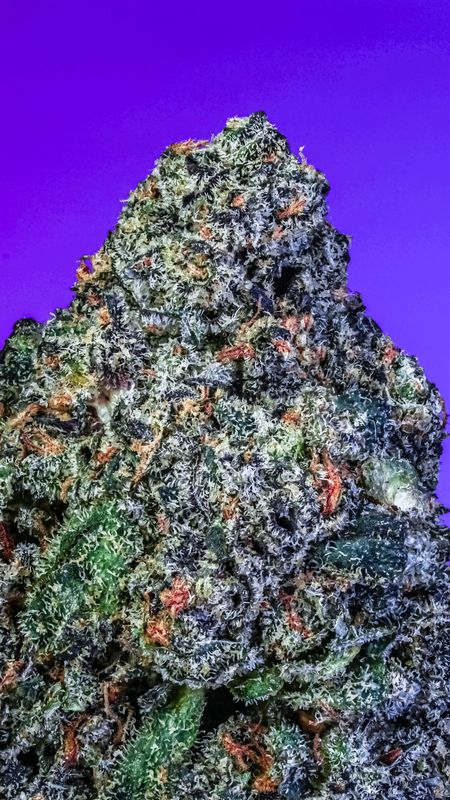 Copycat Genetix - Black Berry Caviar S1 Feminized