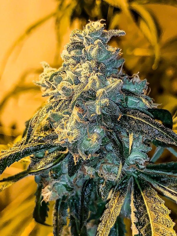 Copycat Genetix - Road Kill Skunk S1 Feminized