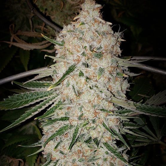 Ethos Genetics - Pluto Cut RF3 Auto (6 seeds)