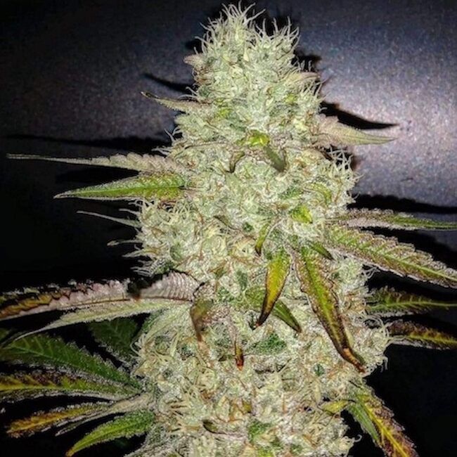 Ethos Genetics - Toasted R1 Feminized (5 seeds)