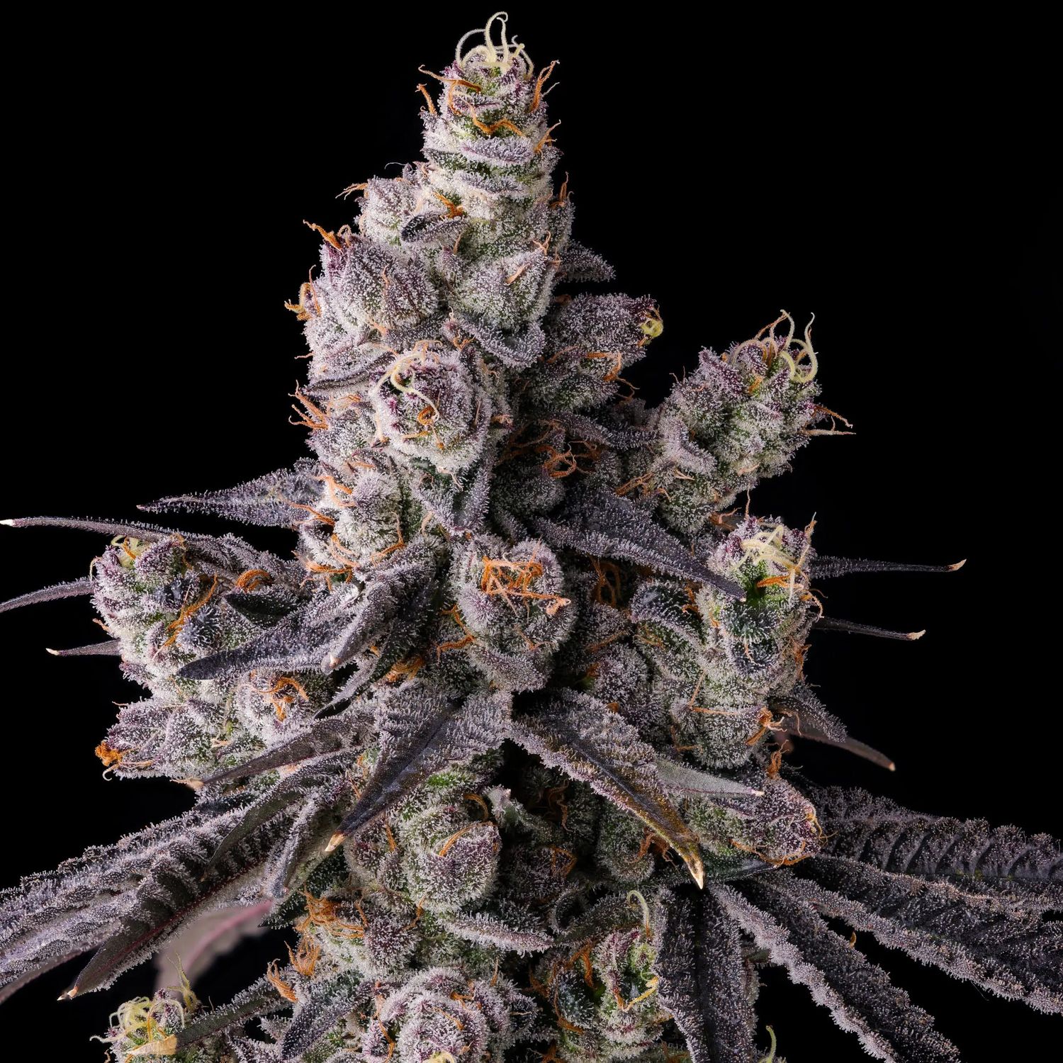 Compound Genetics - Mora Azul Feminized (3 seeds)