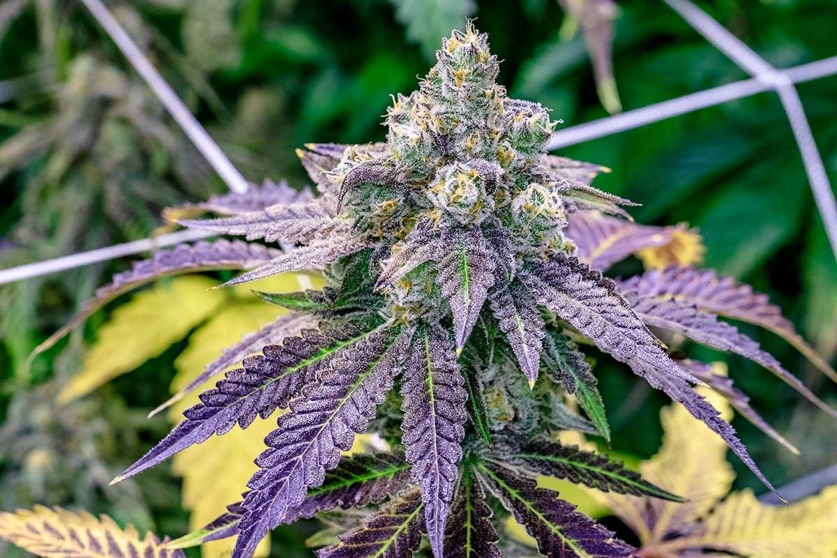 Superior Seeds - Fruity Pebbles 5 Pack