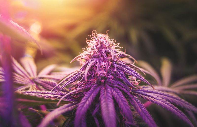 Superior Seeds - Pink Runtz 5 Pack