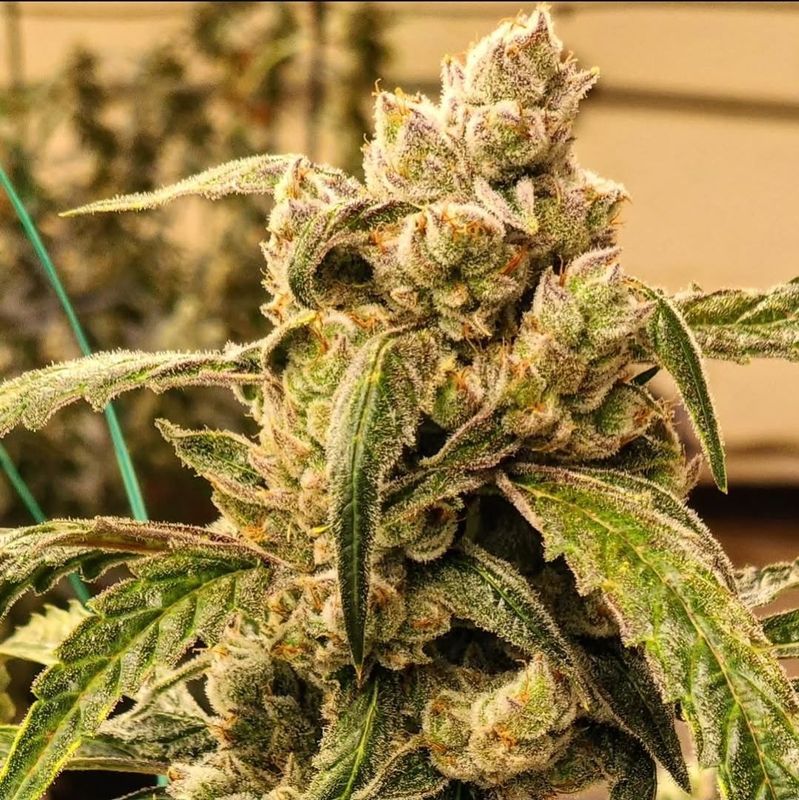 Ethos Genetics - Banana Jealousy IBL Auto (6 seeds)