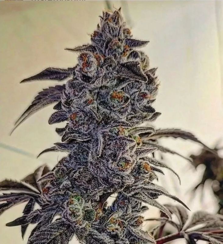 Ethos Genetics - Fuego'z R1 Feminized (5 seeds)