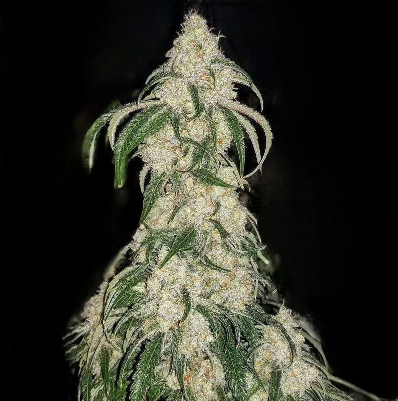 Ethos Genetics - Big Fat N' Fruity Feminized (5 seeds)
