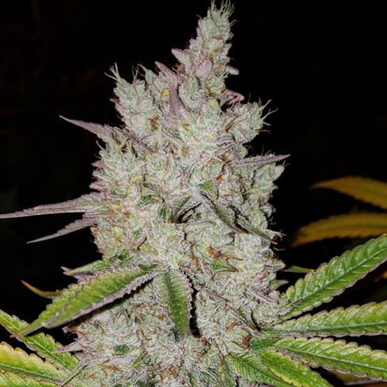 Ethos Genetics - Lilac Diesel RBX2 Auto (3 seeds)