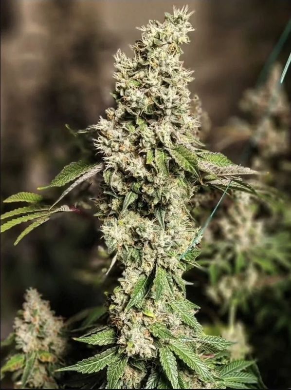 Ethos Genetics - Z Cut RBX2 Feminized (5 seeds)