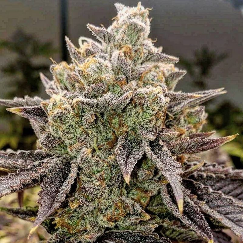 Ethos Genetics - Bubble Gummy Auto (6 seeds)