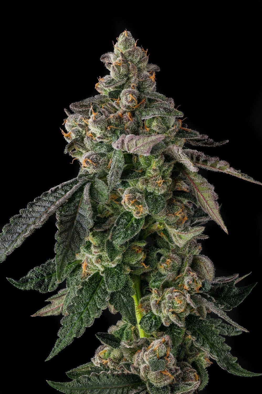 Compound Genetics - Wokstar Feminized (3 seeds)