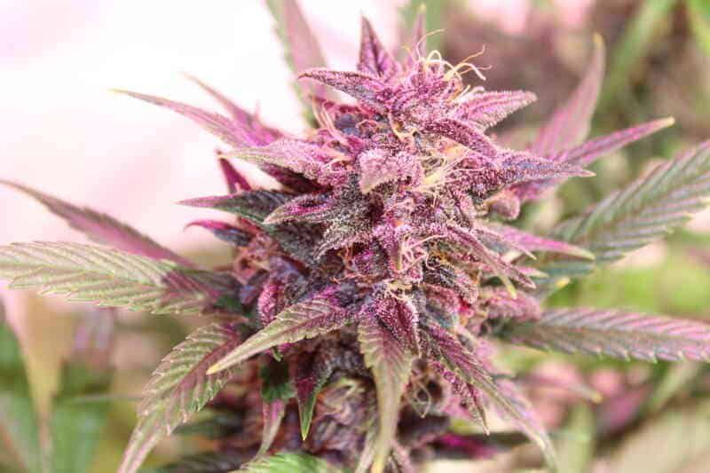 Purple Caper Seeds - Purple Skunk Feminized (5 seeds)