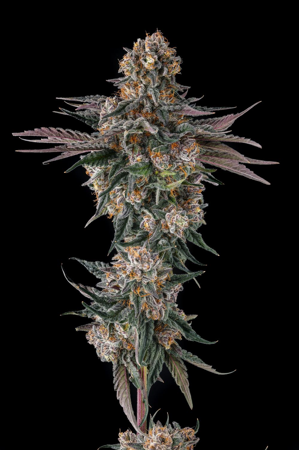 Compound Genetics - Orange Moon Feminized (3 seeds)
