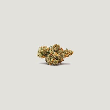 Purple City Genetics - Marrakesh Feminized (3+1 seeds)