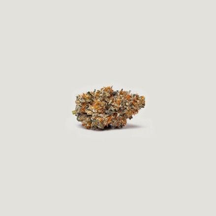 Purple City Genetics - Gushi Feminized (3+1 seeds)