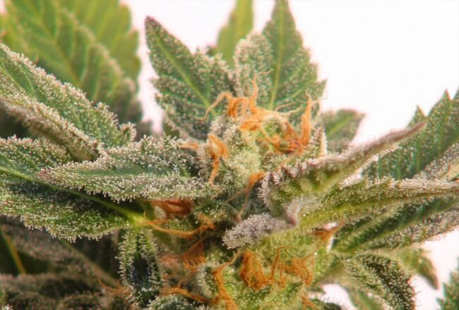 Superior Seeds - Cherry Pie 5 Pack