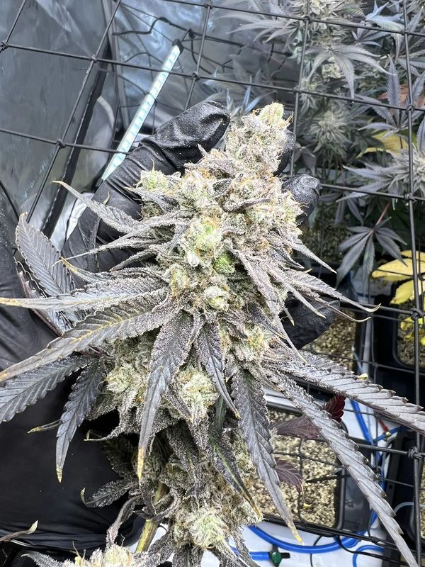 Umami Seed Co. - Juice Pack Feminized (3 seeds)