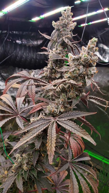 Umami Seed Co. - Strawzilla Feminized (3 seeds)