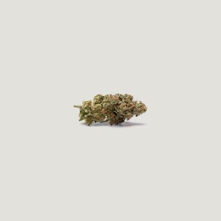Purple City Genetics - Papaya Plum Auto (3+1 seeds)