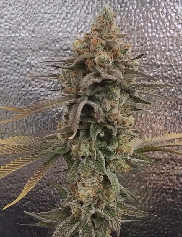 Umami Seed Co. - Color Theory Feminized (3 seeds)